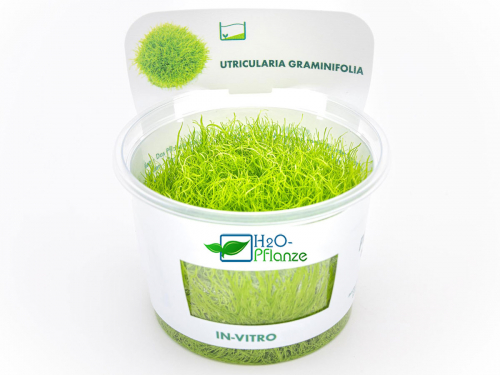 Grasblättriger Wasserschlauch - Utricularia graminifolia in vitro